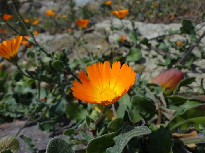 Più specie nel nuovo censimento delle piante in Italia