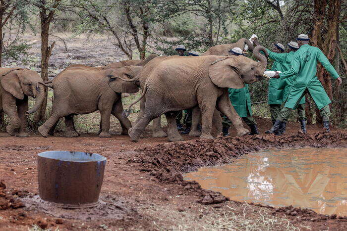 Lo Zimbabwe abbatterà 200 elefanti a causa della carenza di cibo