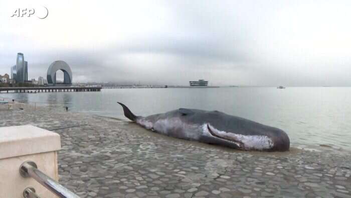 Cop29, replica di una balena arenata compare a Baku