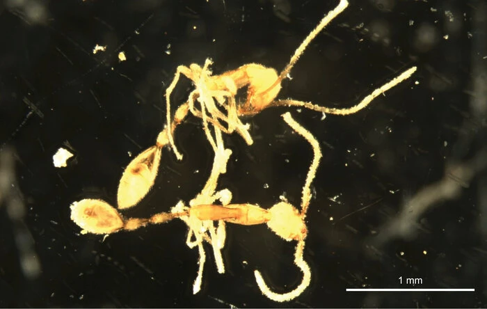 Scoperta la formica Voldemort, è pallida e vive nell'oscurità VIDEO