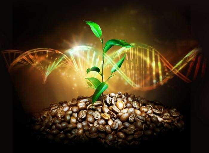 A selezionare il caffè arabica è stata la natura, non l’uomo