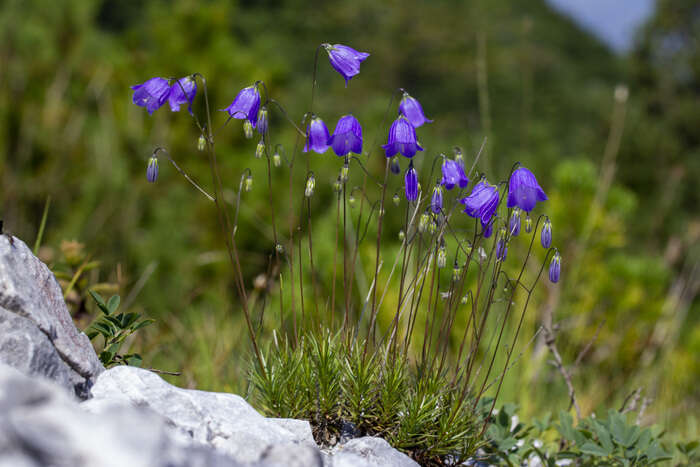 Scoperta nelle Prealpi bergamasche, sboccia un fiore mai visto