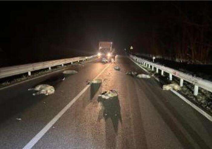 Undici cinghiali travolti e uccisi da un tir