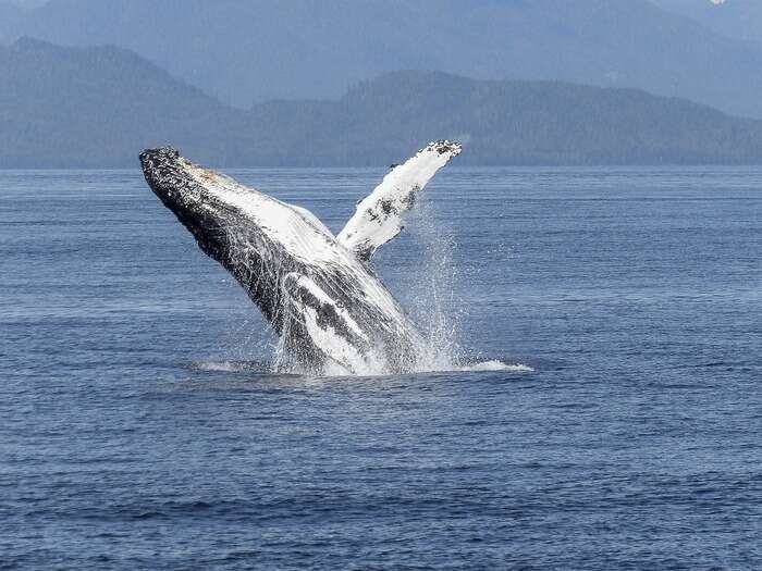 Una megattera ha attraversato tre oceani per amore