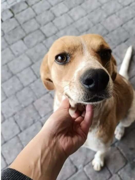 Adottato Blanco, il cane che fu torturato con olio bollente