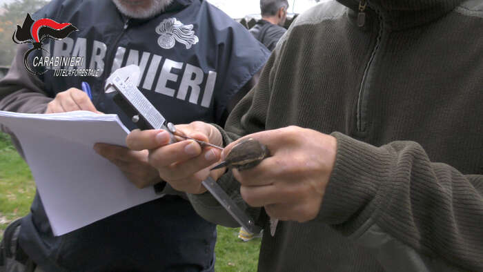 Traffico illecito di uccelli, denunciato allevatore nelle Marche