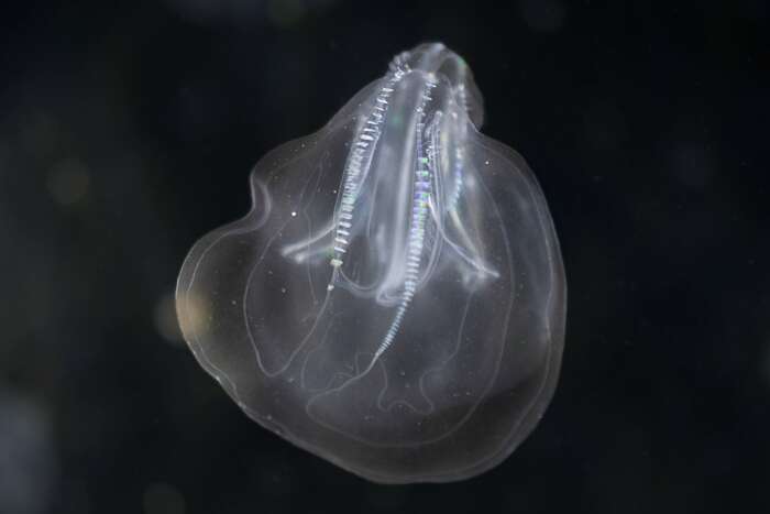 Predatori invisibili nella laguna veneta