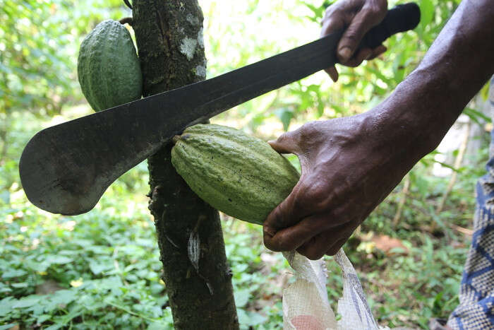 Impatto cambiamenti clima su produzione e prezzi del cacao