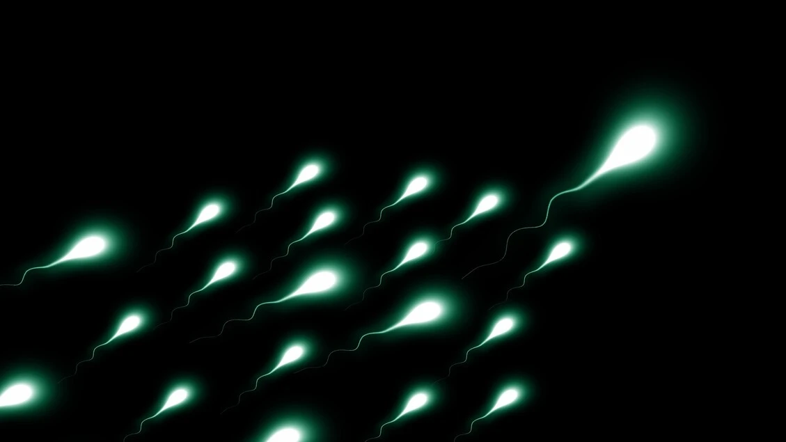 Identificate due proteine chiave per la fertilità maschile