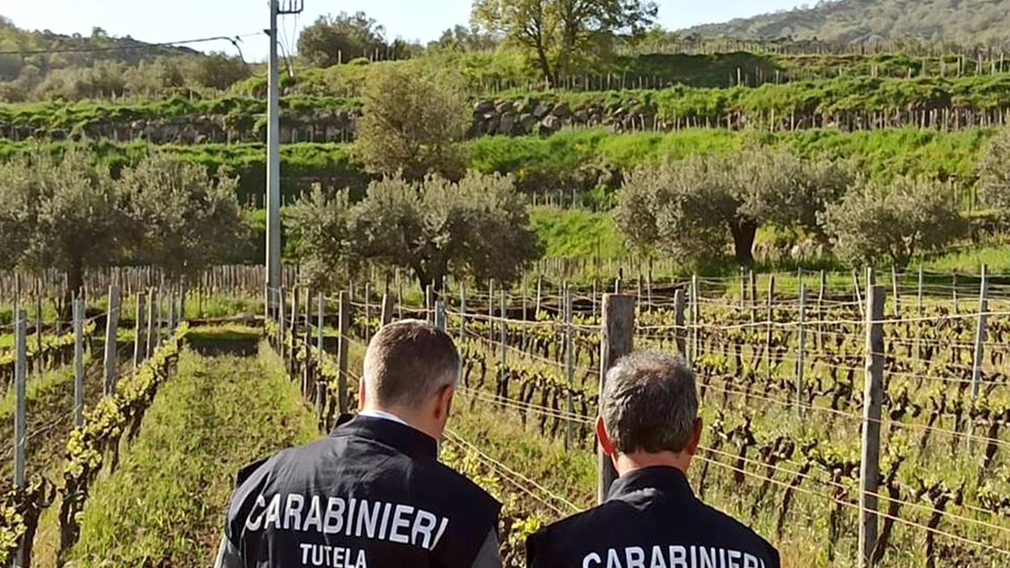 Vende falso vino Zibibbo, denunciato imprenditore tedesco