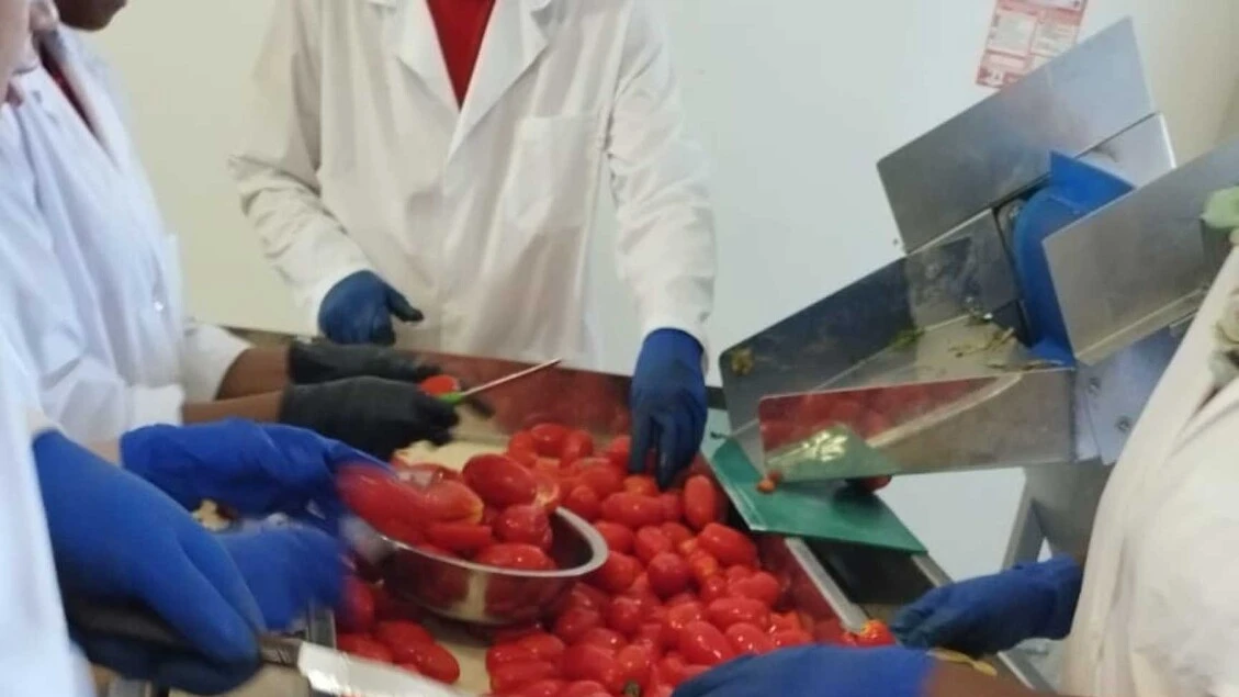 Pomodorio bio, nel Foggiano la lavorazione è anche 'sociale'