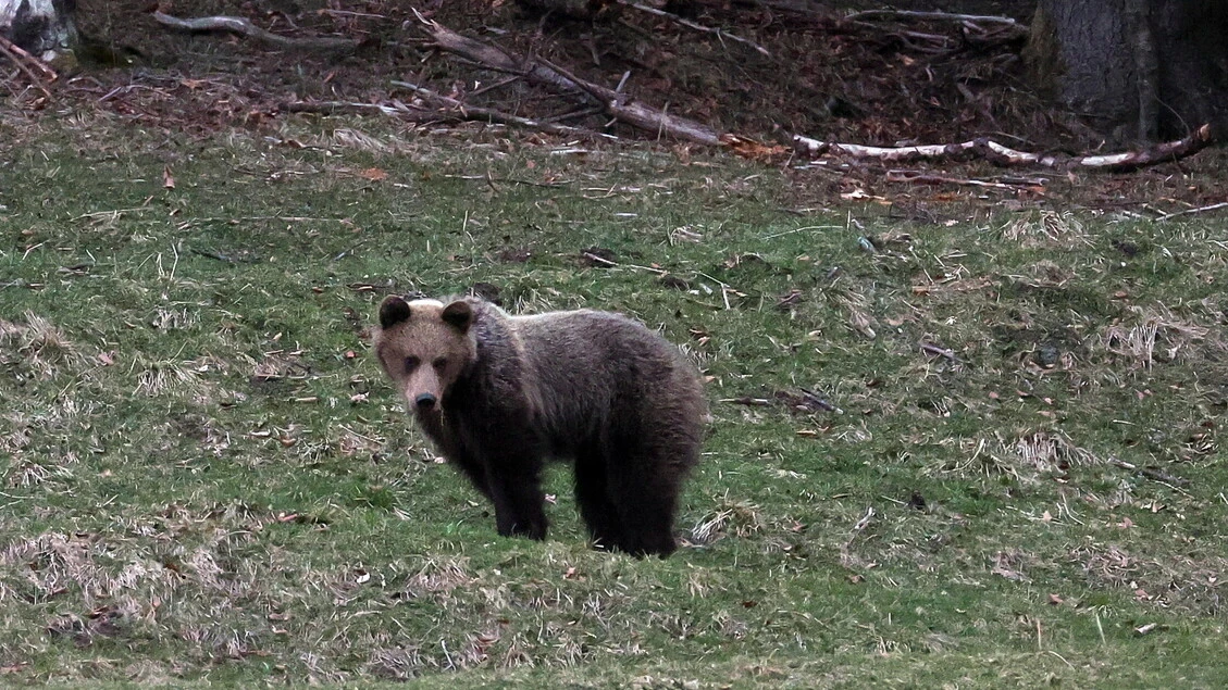Un orso a spasso nelle vie del centro di un paese in Ciociaria