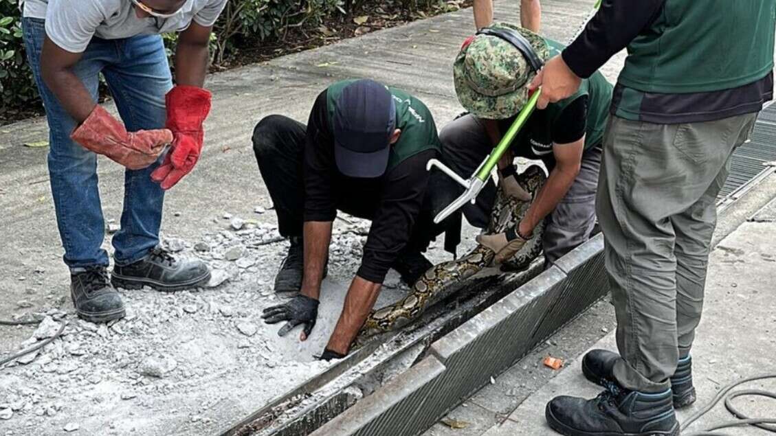 Singapore, pitone trovato vicino a una stazione della metro