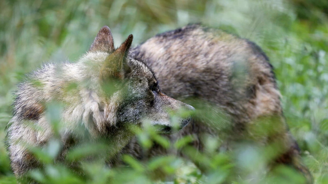 Nati tre cuccioli del lupo preistorico visto in Game of Thrones