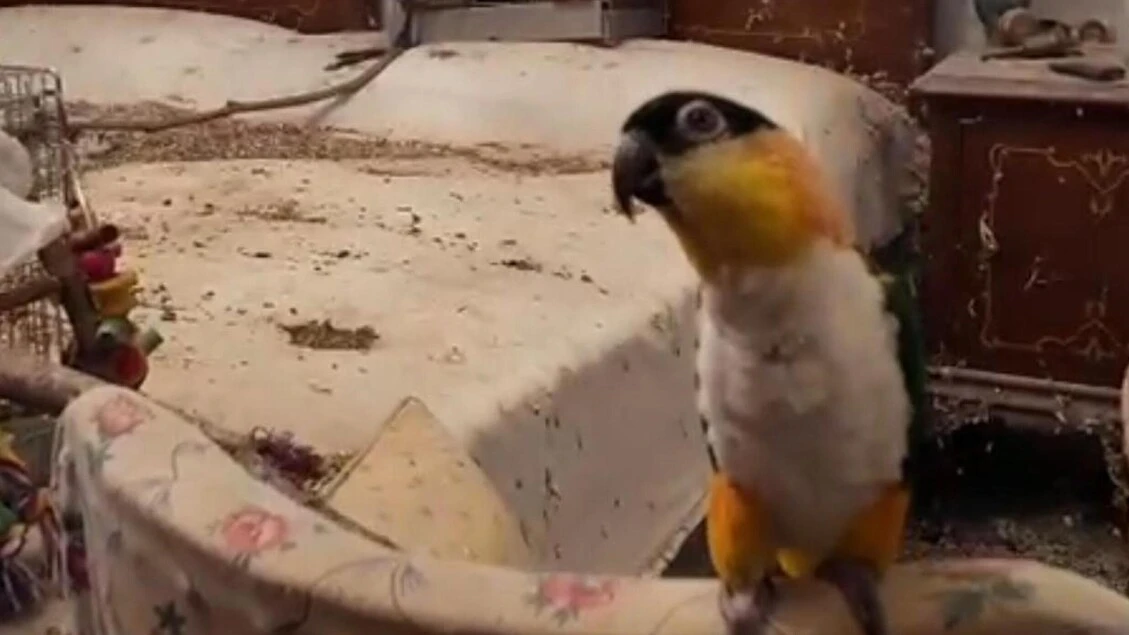 Animali mal tenuti in casa, blitz dei carabinieri a Torino