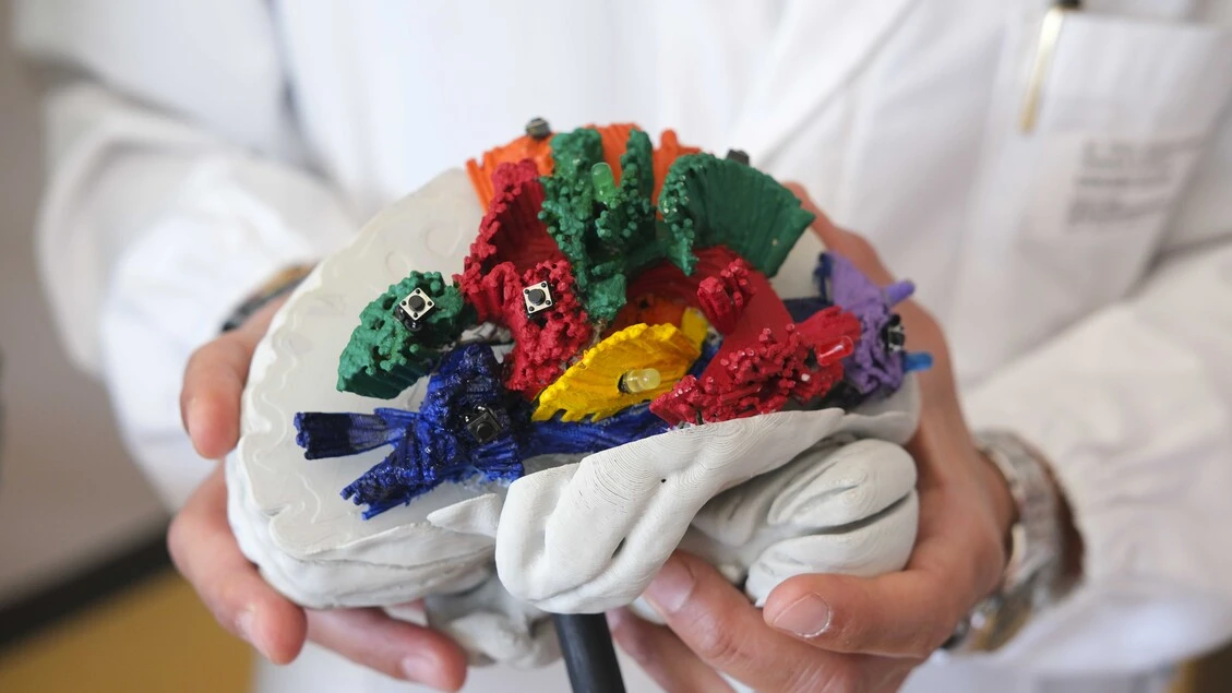 Cervello, in migliaia di immagini l'atlante 3D delle connessioni