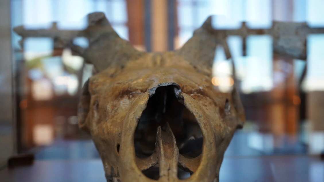 Al Museo delle Civiltà una mostra 'multi-specie' dell'Ispra