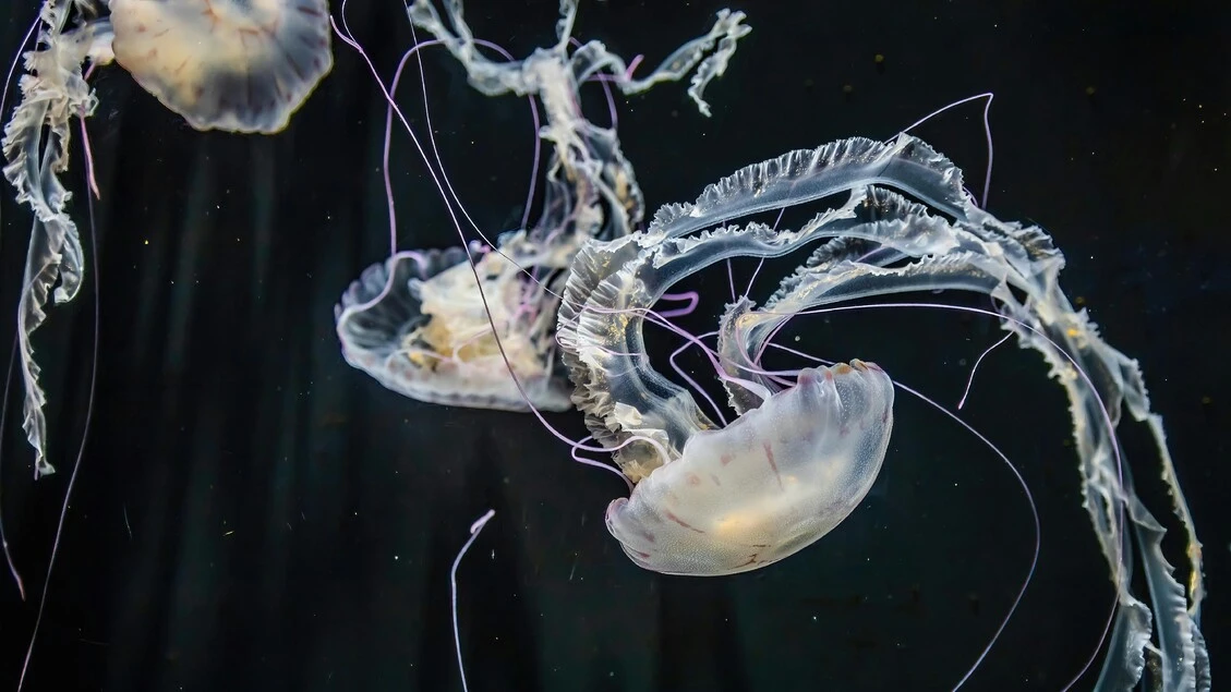 Gli abissi oceanici sono un mistero, ne conosciamo appena lo 0,001%