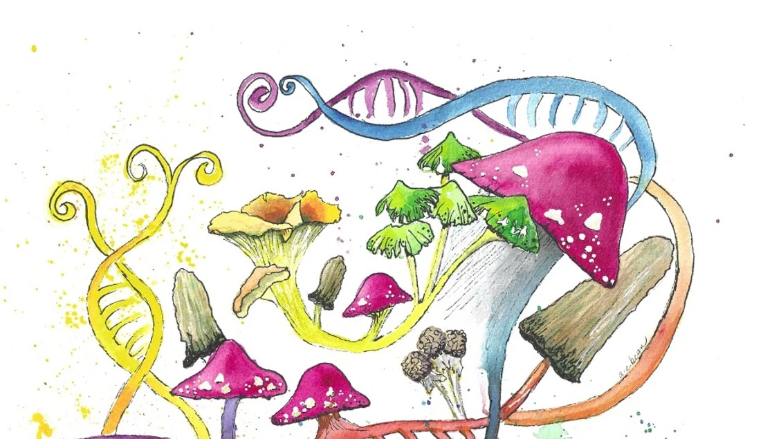 Non solo batteri intestinali, la nuova frontiera sono i funghi
