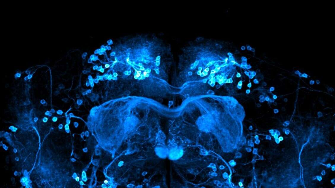 Il cervello non si ferma mai, nemmeno quando riposa