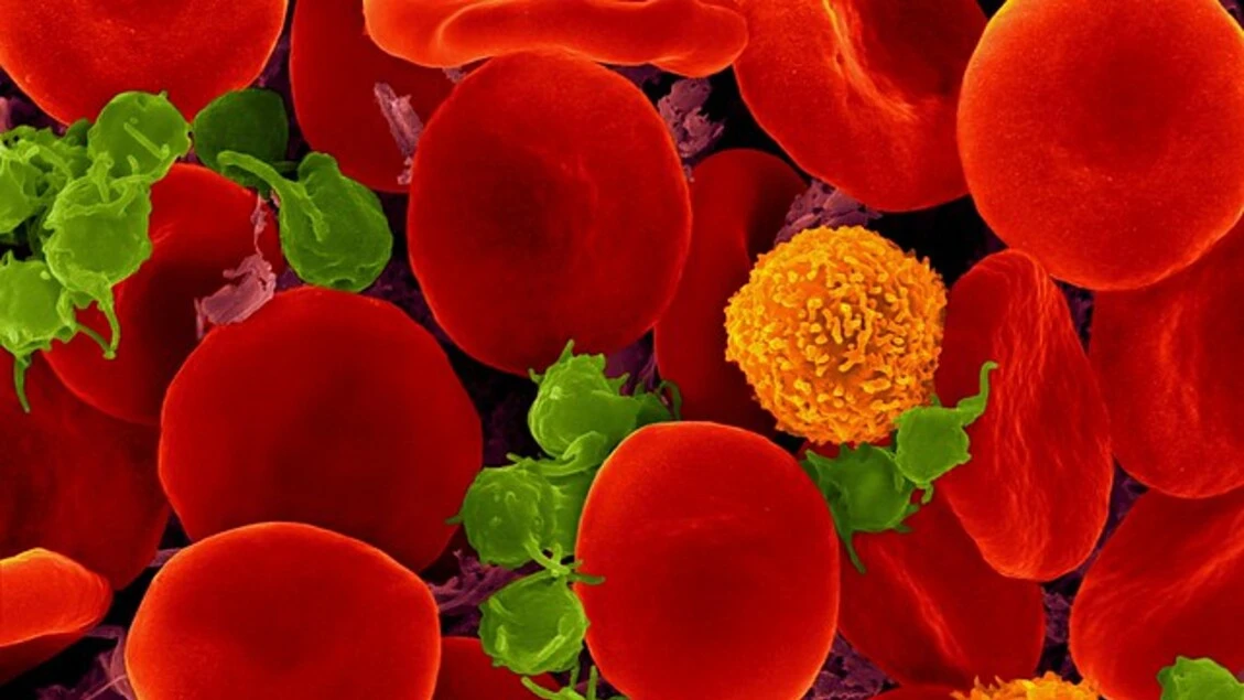 Le piastrine del sangue condizionano la memoria