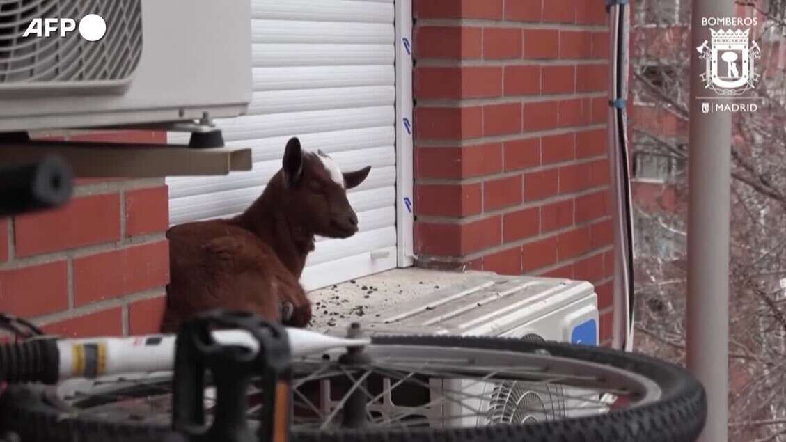 Madrid, vigili del fuoco salvano una capra bloccata al quinto piano di un palazzo