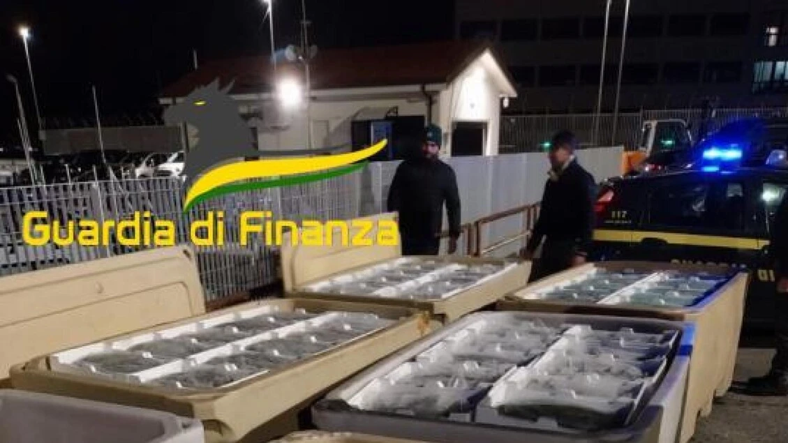 Maxisequestro di novellame di sarda risultato non commestibile