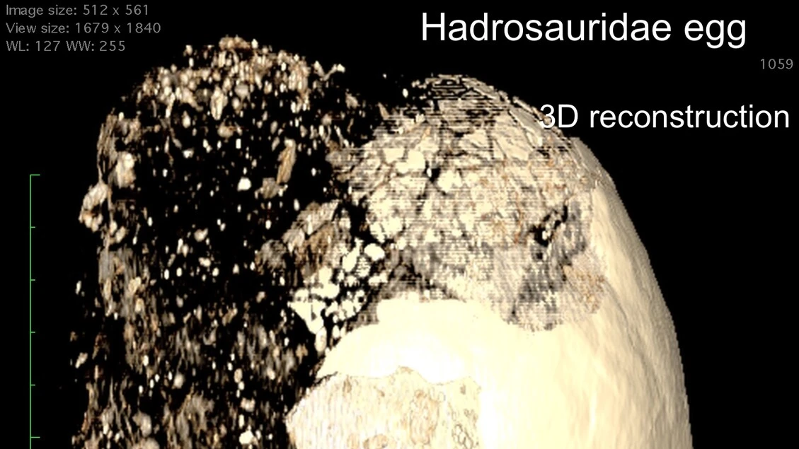 Indagini hi-tech raccontano la storia di due uova di dinosauro VIDEO