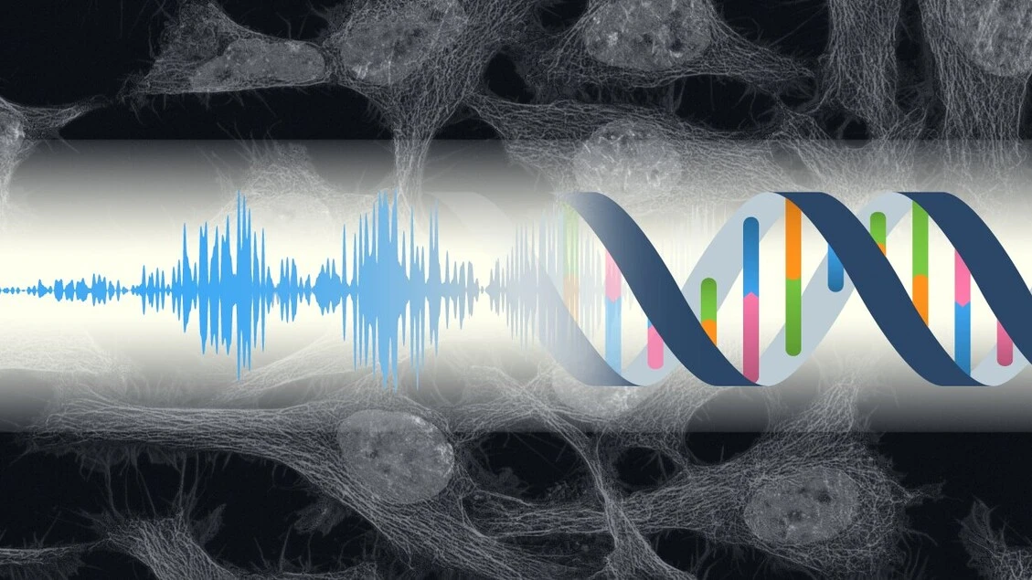 Le cellule 'sentono' i suoni e rispondono con 190 geni