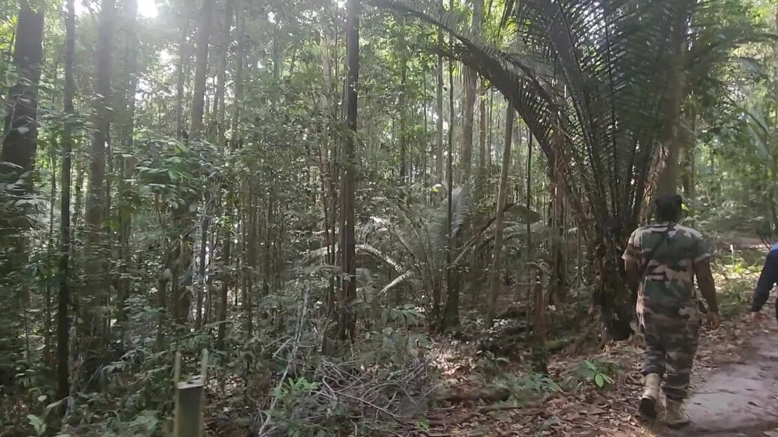 Nella foresta di Paracou, dove è stato addestrato il satellite Biomass (di Leonardo De Cosmo)