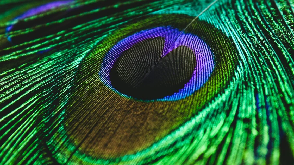 Gli occhi sulla coda dei pavoni trasformano la luce in laser