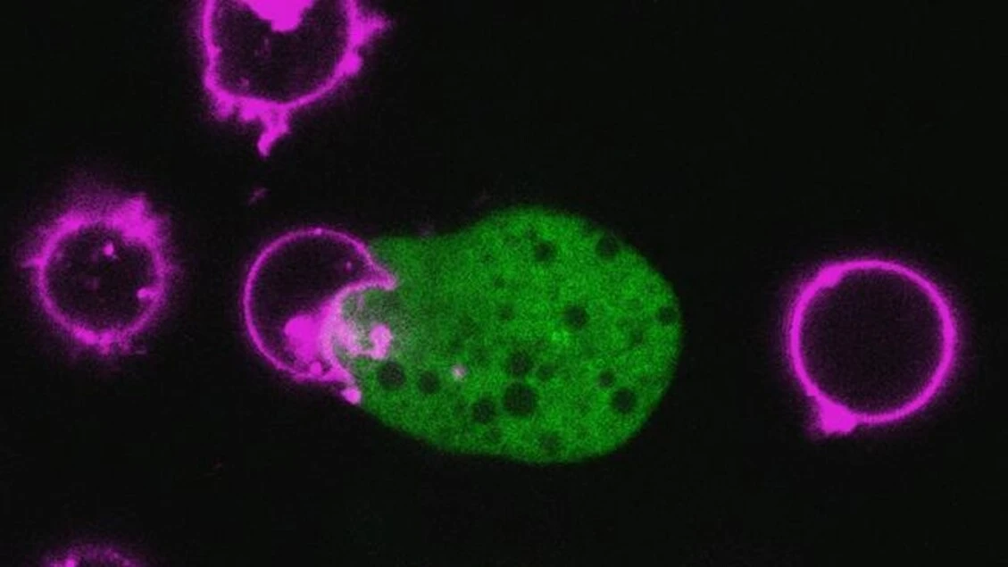 C'è un parassita che si traveste indossando le cellule uccise