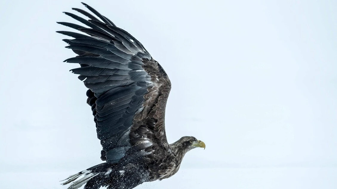 Il cambiamento climatico spinge gli uccelli più in alto