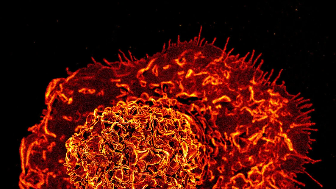 Cellule immunitarie riprogrammate accelerano la guarigione delle ferite