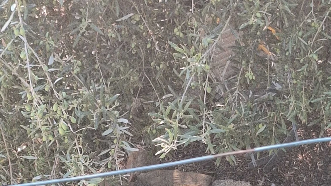 Gatti uccisi con cibo avvelenato in Comune del messinese