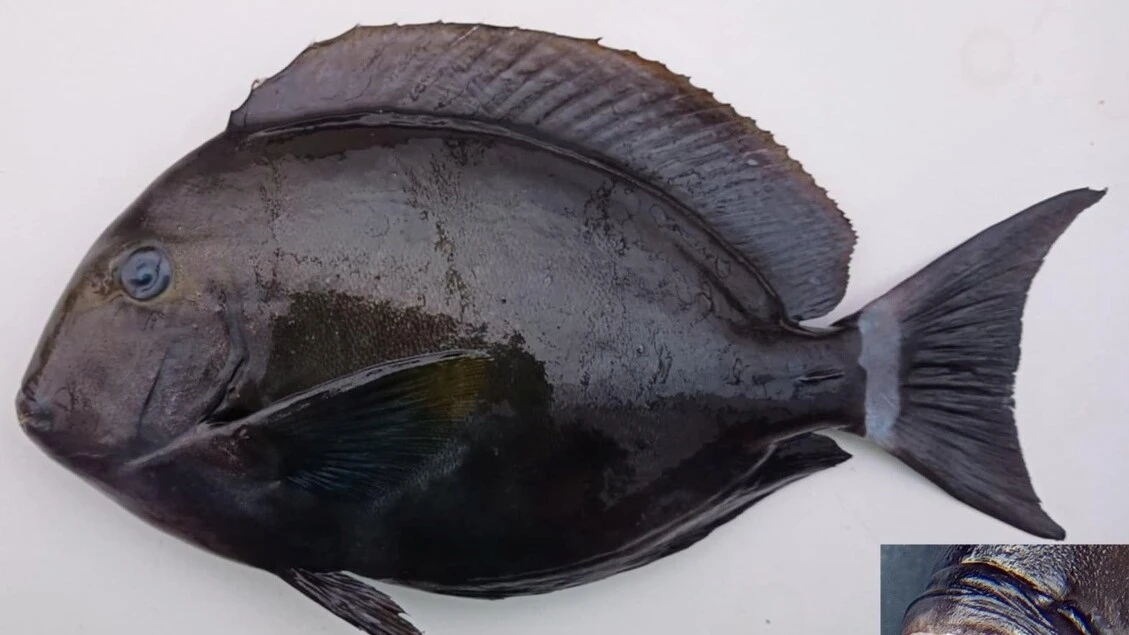 Una nuova specie di pesce chirurgo nelle acque italiane
