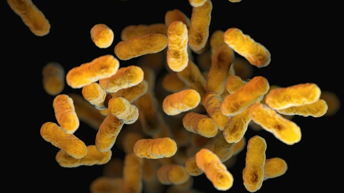 Esiste una connessione diretta tra cervello e batteri dell'intestino