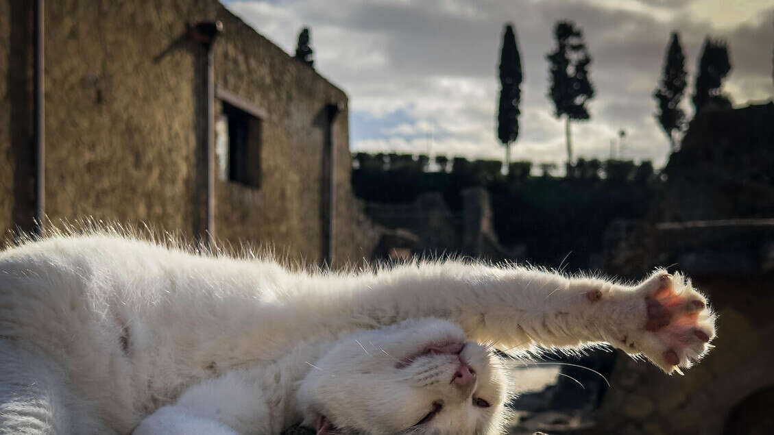 Strage di animali in sud Sardegna, 'pensiamo a un serial killer'