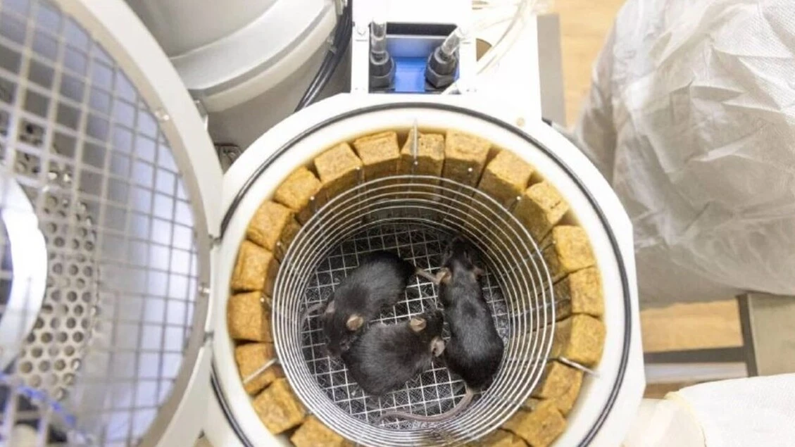 Stasera il lancio di un mini-zoo russo nello spazio