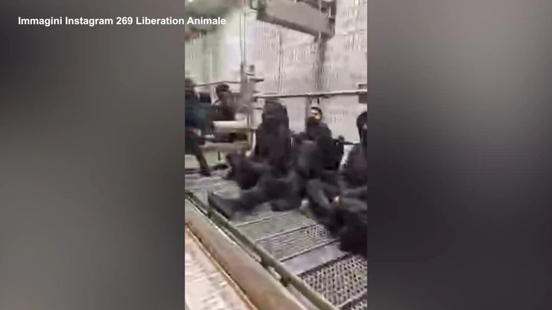 Il movimento animalista 