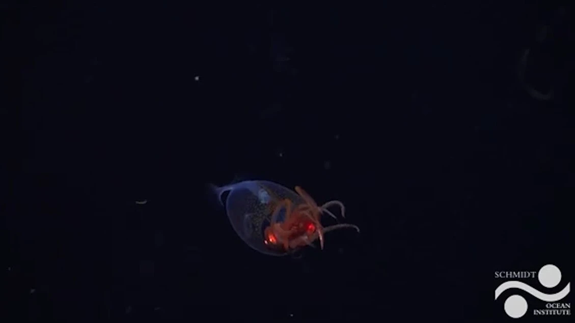 Primo filmato di un calamaro colossale negli abissi, e' un cucciolo