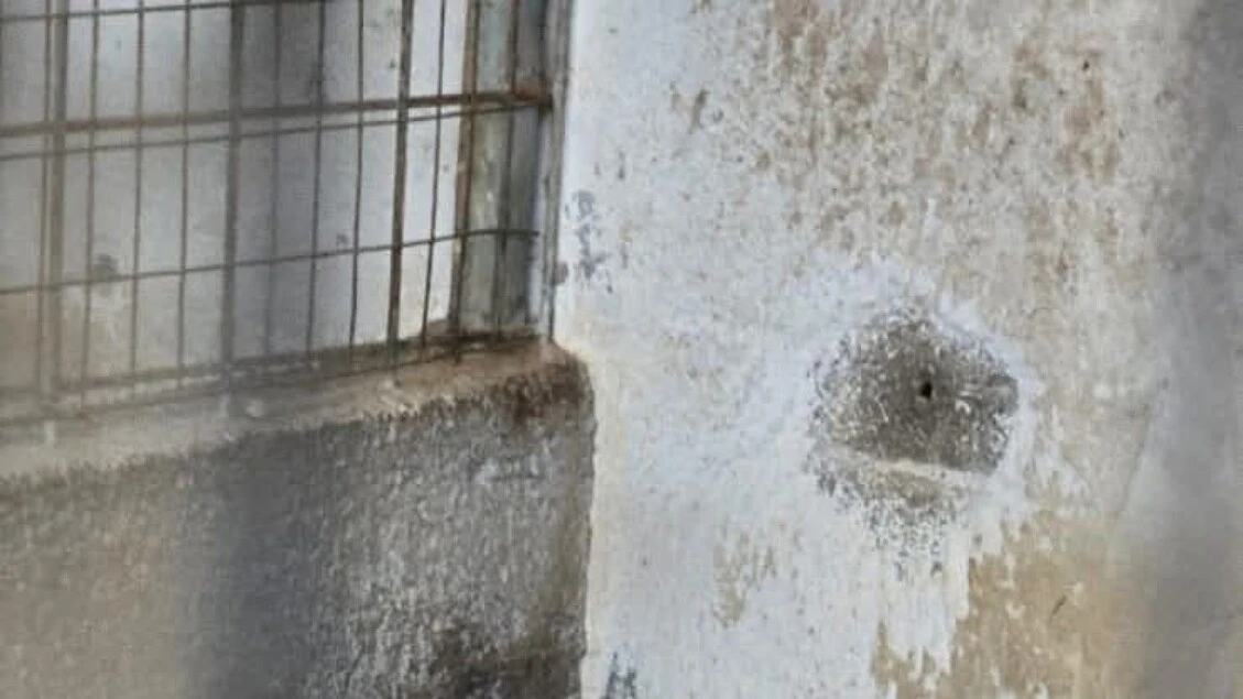 Cani rinchiusi in struttura lager tra topi morti, liberati