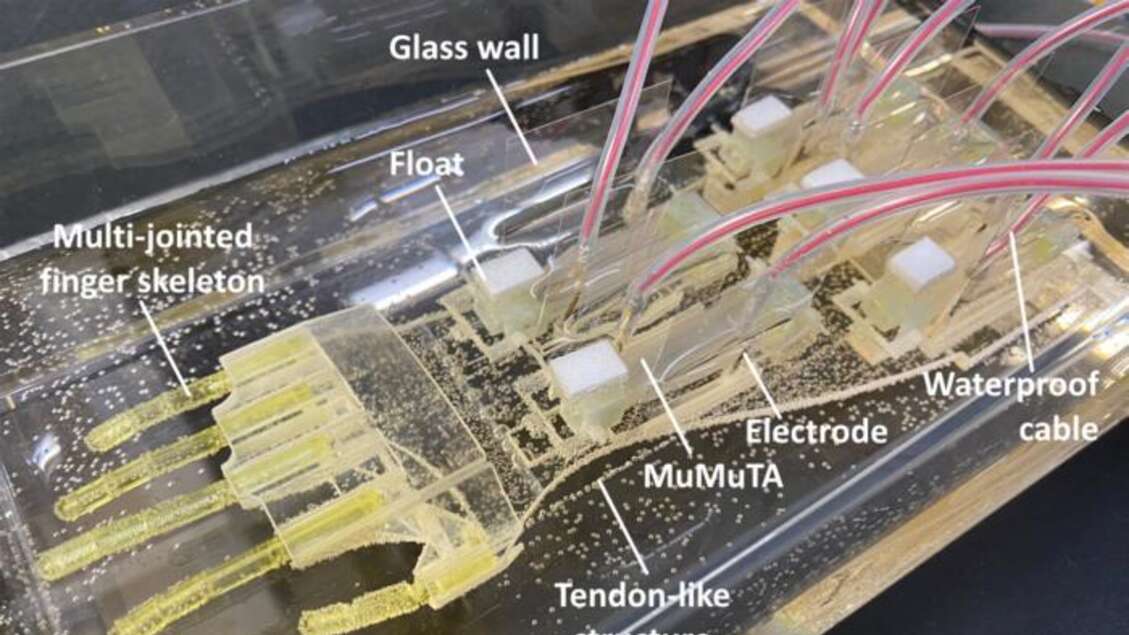 Dal Giappone la mano robotica bioibrida con muscoli umani