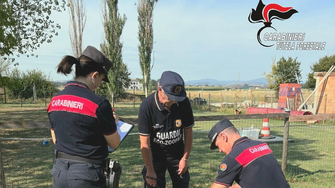 Forestali sequestrano cani in allevamento abusivo nel Parmense
