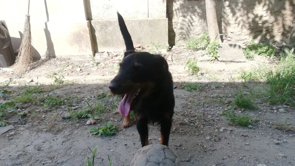Rubato camper con dentro un cane, animale ritrovato e restituito