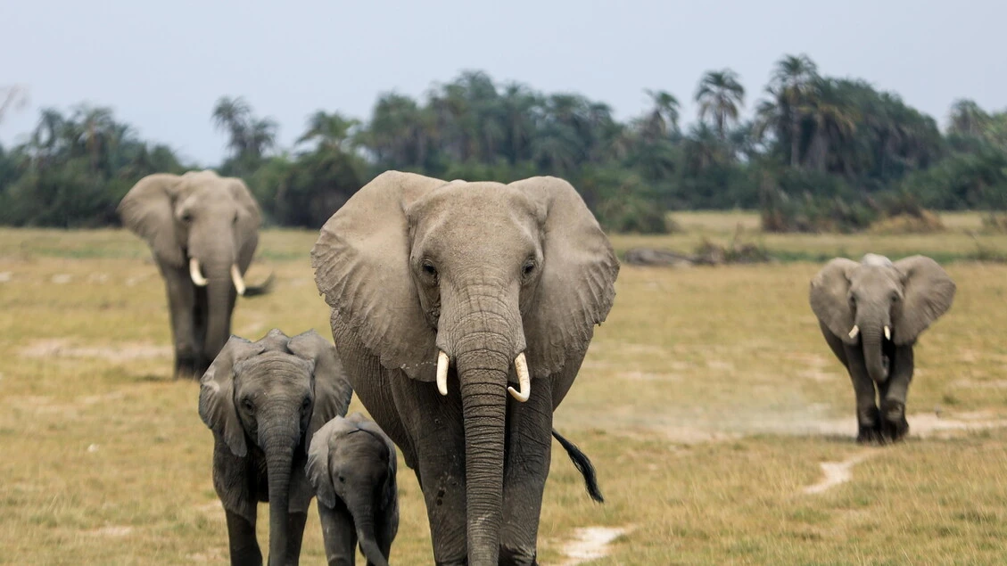 Turista fa bere una birra ad un elefante in savana, ricercato