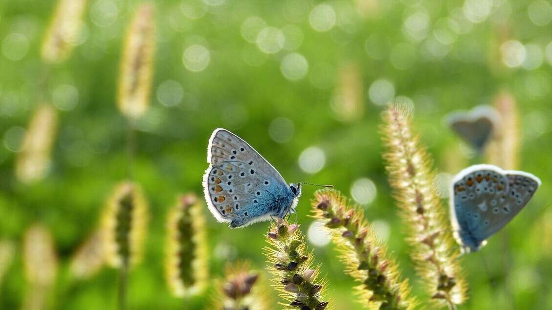 I pesticidi primi nemici della biodiversità, a rischio 800 specie