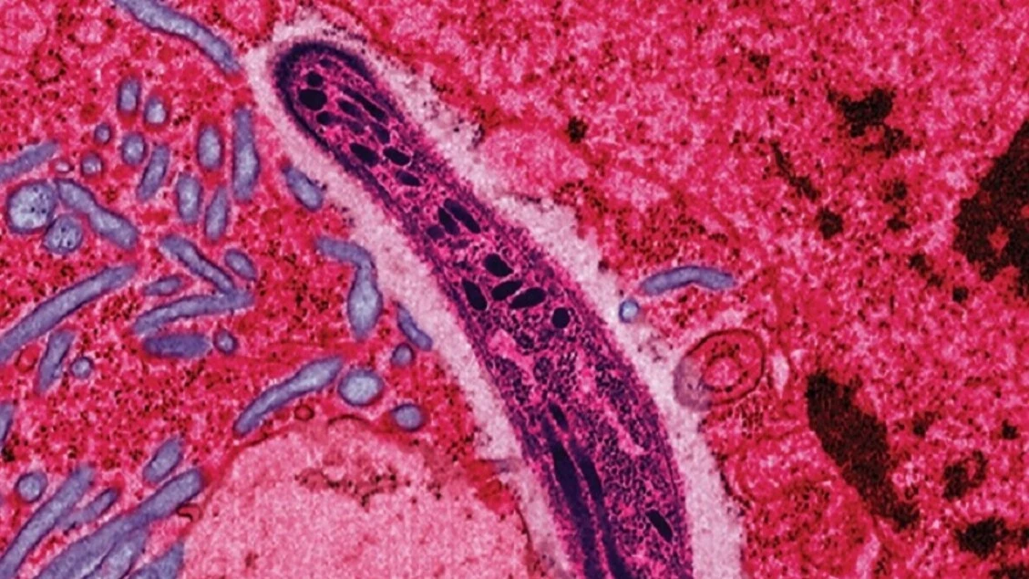 Malaria, trovate le chiavi che aprono le cellule umane al parassita