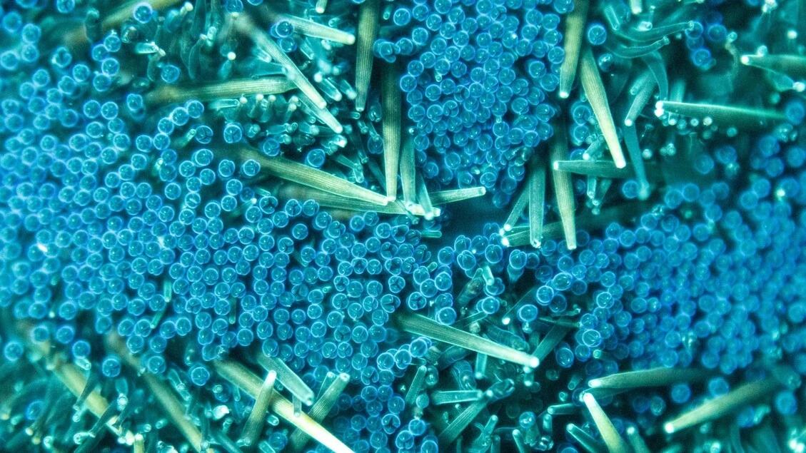 Trovate microplastiche anche nei fluidi riproduttivi umani