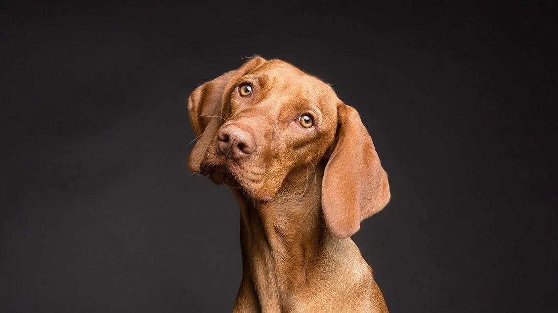 Gli umani non sanno leggere le emozioni dei cani VIDEO